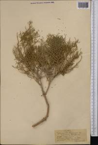 Kalidium foliatum (Pall.) Moq., Middle Asia, Syr-Darian deserts & Kyzylkum (M7) (Uzbekistan)