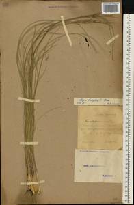 Stipa dasyphylla (Lindem.) Czern. ex Trautv., Eastern Europe, Eastern region (E10) (Russia)