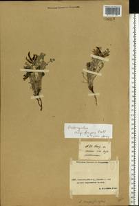 Astragalus rupifragus Pall., Middle Asia, Caspian Ustyurt & Northern Aralia (M8) (Kazakhstan)