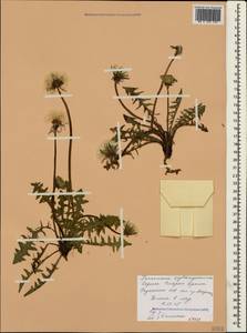 Taraxacum erythrospermum Andrz. ex Besser, Crimea (KRYM) (Russia)