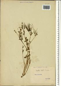 Scandix pecten-veneris L., Caucasus (no precise locality) (K0)