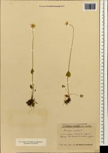 Parnassia palustris L., Caucasus, South Ossetia (K4b) (South Ossetia)