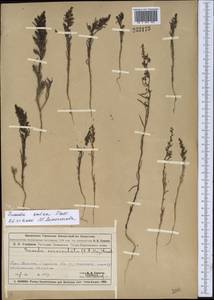 Suaeda salsa (L.) Pall., Middle Asia, Muyunkumy, Balkhash & Betpak-Dala (M9) (Kazakhstan)