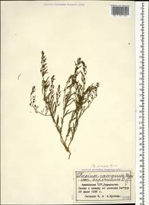 Thesium ramosum Hayne, Caucasus, Armenia (K5) (Armenia)