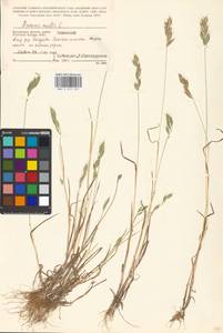 Bromus hordeaceus subsp. hordeaceus, Eastern Europe, Central region (E4) (Russia)