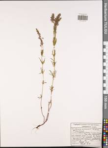 Veronica austriaca L., Eastern Europe, Central region (E4) (Russia)