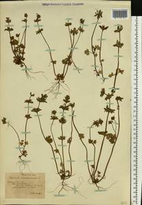 Lamium amplexicaule L., Eastern Europe, South Ukrainian region (E12) (Ukraine)