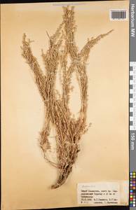 Artemisia, Middle Asia, Western Tian Shan & Karatau (M3) (Kazakhstan)