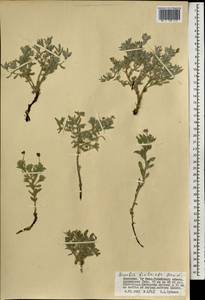 Arnebia fimbriata Maxim., Mongolia (MONG) (Mongolia)