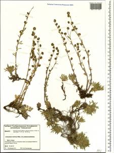 Artemisia czekanowskiana Trautv., Siberia, Central Siberia (S3) (Russia)