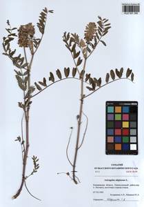 KUZ 001 356, Astragalus uliginosus L., Siberia, Altai & Sayany Mountains (S2) (Russia)