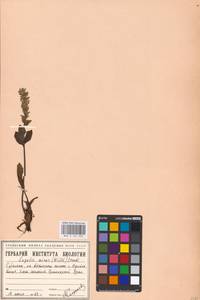 MHA 0 161 200, Lagotis glauca subsp. minor (Willd.) Hultén, Siberia, Western Siberia (S1) (Russia)