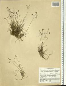 Poa tolmatchewii Roshev., Siberia, Central Siberia (S3) (Russia)