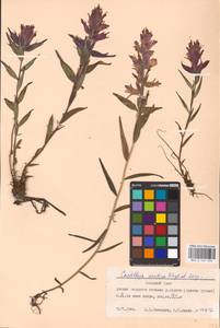 MHA 0 161 295, Castilleja arctica, Siberia, Western Siberia (S1) (Russia)