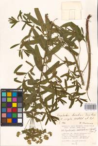 Euphorbia borodinii × virgata, Eastern Europe, Moscow region (E4a) (Russia)