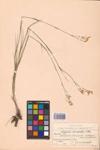 Eremogone saxatilis (L.) Ikonn., Eastern Europe, Central forest-and-steppe region (E6) (Russia)