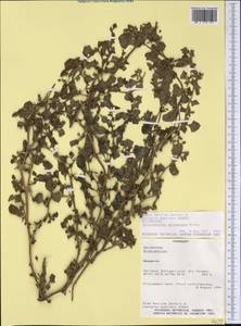 Sclerophylax spinescens Miers, America (AMER) (Paraguay)