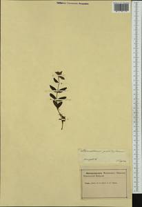 Helianthemum nummularium subsp. grandiflorum (Scop.) Schinz & Thell., Western Europe (EUR) (Slovenia)