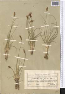 Carex stenophylla subsp. stenophylloides (V.I.Krecz.) T.V.Egorova, Middle Asia, Muyunkumy, Balkhash & Betpak-Dala (M9) (Kazakhstan)