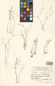 Arenaria serpyllifolia L., Eastern Europe, Moscow region (E4a) (Russia)