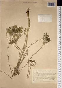 Aulacospermum anomalum (Ledeb.) Ledeb., Siberia, Western (Kazakhstan) Altai Mountains (S2a) (Kazakhstan)