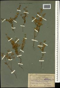 Helianthemum salicifolium (L.) Miller, Caucasus, Azerbaijan (K6) (Azerbaijan)
