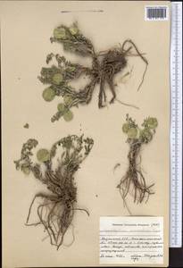 Zygophyllum, Middle Asia, Caspian Ustyurt & Northern Aralia (M8) (Kazakhstan)