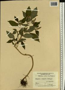 Elsholtzia ciliata (Thunb.) Hyl., Eastern Europe, Middle Volga region (E8) (Russia)