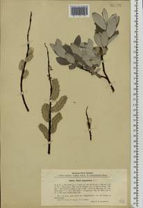 Salix lapponum L., Eastern Europe, North-Western region (E2) (Russia)