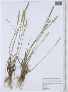 Agropyron fragile (Roth) P.Candargy, Middle Asia, Caspian Ustyurt & Northern Aralia (M8) (Kazakhstan)