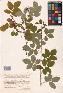 Rosa acicularis Lindl., Eastern Europe, Northern region (E1) (Russia)