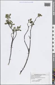 Arctostaphylos uva-ursi (L.) Spreng., Eastern Europe, Middle Volga region (E8) (Russia)