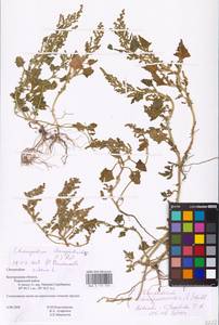 Oxybasis chenopodioides (L.) S. Fuentes, Uotila & Borsch, Eastern Europe, Central forest-and-steppe region (E6) (Russia)