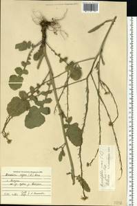 Hirschfeldia incana (L.) Lagr.-Foss., Eastern Europe, Central region (E4) (Russia)