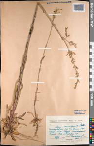 Silene multiflora (Ehrh.) Pers., Middle Asia, Northern & Central Kazakhstan (M10) (Kazakhstan)