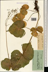 Valeriana tiliifolia Troitsky, Caucasus, Stavropol Krai, Karachay-Cherkessia & Kabardino-Balkaria (K1b) (Russia)