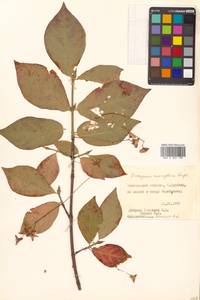 Euonymus macropterus Rupr., Siberia, Russian Far East (S6) (Russia)