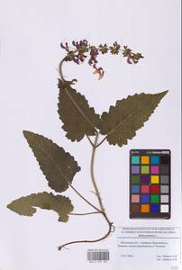 Salvia pratensis L., Eastern Europe, Moscow region (E4a) (Russia)