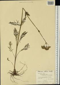 Valeriana pratensis subsp. angustifolia (Soó) Kirschner, Buttler & Hand, Eastern Europe, West Ukrainian region (E13) (Ukraine)