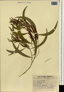 Acacia melanoxylon R.Br., South Asia, South Asia (Asia outside ex-Soviet states and Mongolia) (ASIA) (India)