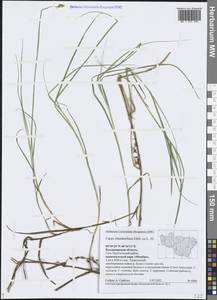 Carex chordorrhiza L.f., Eastern Europe, Central region (E4) (Russia)