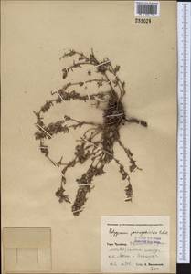 Polygonum paronychioides C. A. Mey., Middle Asia, Pamir & Pamiro-Alai (M2) (Uzbekistan)
