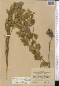Codonopsis clematidea (Schrenk) C.B.Clarke, Middle Asia, Western Tian Shan & Karatau (M3) (Uzbekistan)