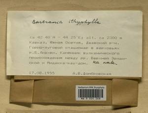 Bartramia ithyphylla Brid., Bryophytes, Bryophytes - Transcaucasia (B13) (South Ossetia)