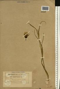 Tragopogon pratensis L., Eastern Europe, Belarus (E3a) (Belarus)