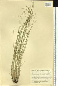 Helictotrichon desertorum (Less.) Pilg., Siberia, Altai & Sayany Mountains (S2) (Russia)