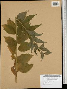 Adenophora liliifolia (L.) A.DC., Eastern Europe, Central region (E4) (Russia)