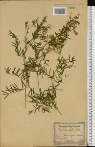 Vicia tenuifolia Roth, Eastern Europe, North Ukrainian region (E11) (Ukraine)