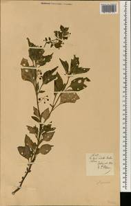 Solanum, Africa (AFR) (Portugal)