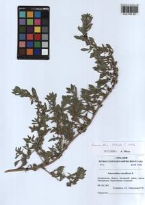 Amaranthus retroflexus L., Siberia, Altai & Sayany Mountains (S2) (Russia)